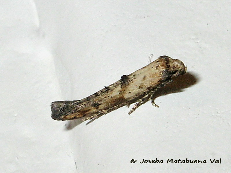 Epermeniidae: Epermenia aequidentellus